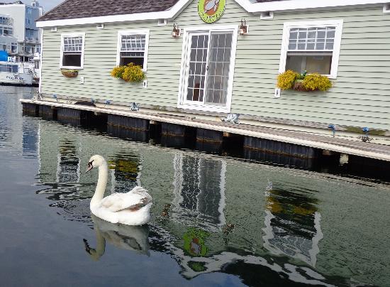 Swan visiting the Green Turtle